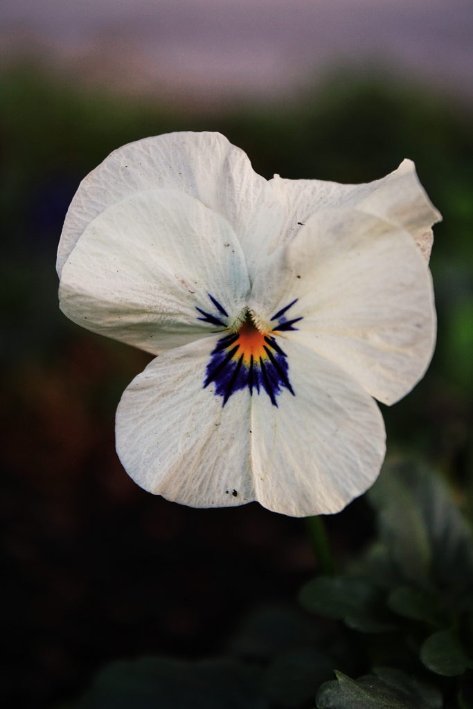 Fleur de couleur blanche